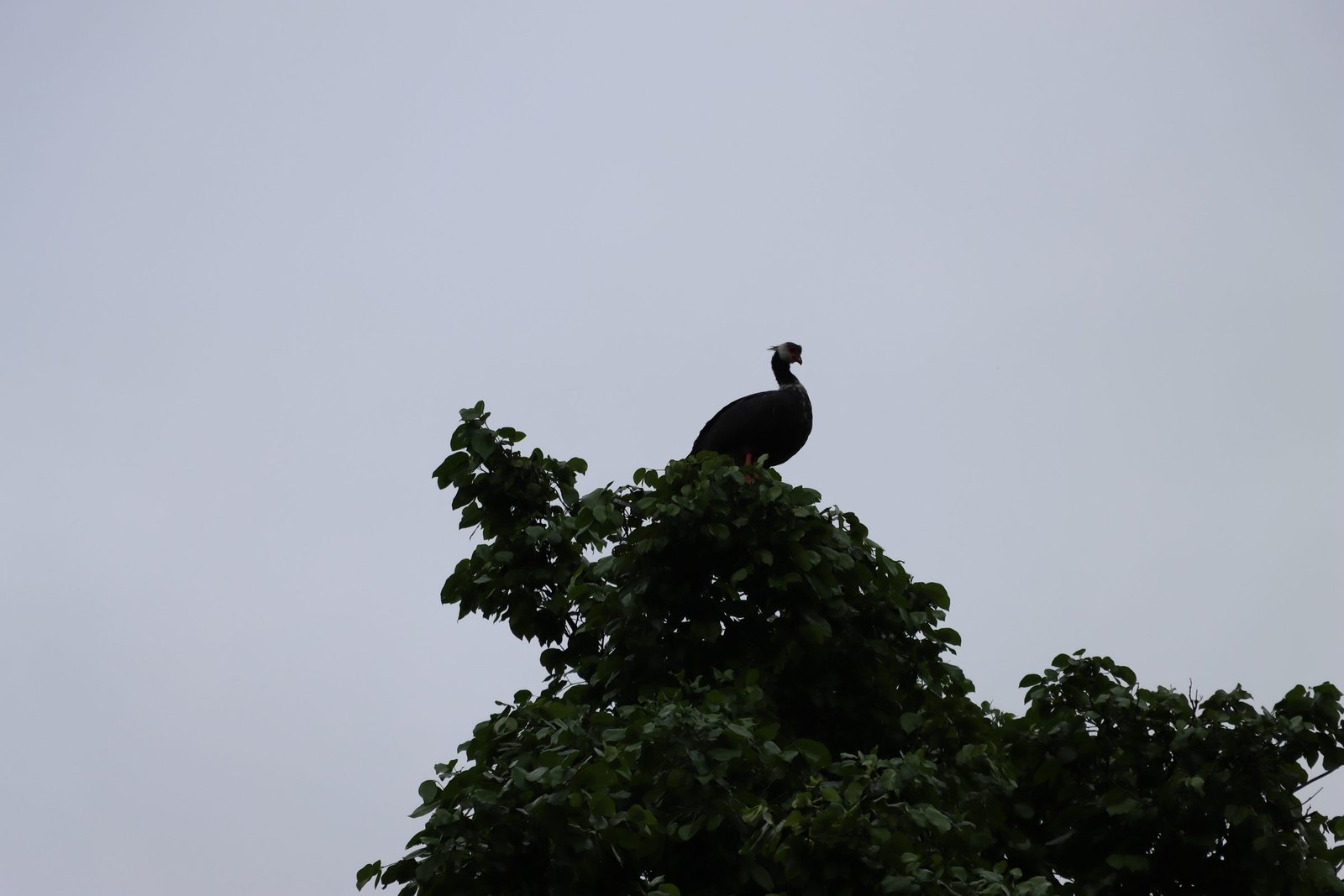 Ave sobre la copa de un árbol contra un cielo gris